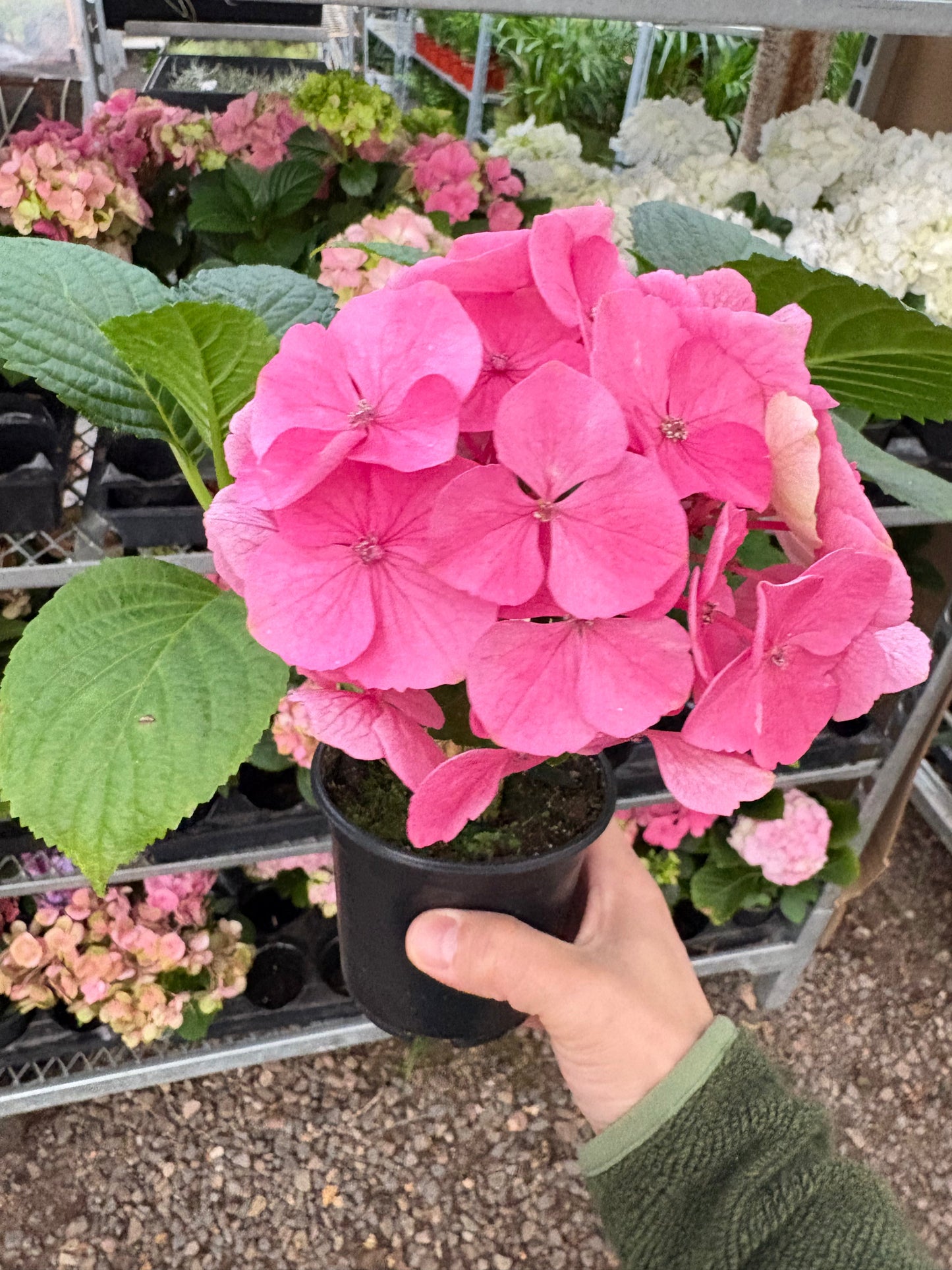 Pink Hydrangea